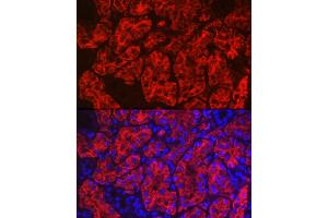 Immunofluorescence (IF) image for anti-Aquaporin 1 (Colton Blood Group) (AQP1) (C-Term) antibody (ABIN7265651)