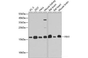 Western blot analysis of extracts of various cell lines using PIN1 Polyclonal Antibody at dilution of 1:1000. (PIN1 抗体)