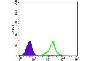 Flow cytometric analysis of A549 cells using CTNNB1 mouse mAb (green) and negative control (purple). (CTNNB1 抗体)