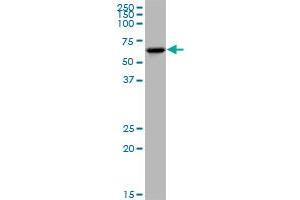 KLHDC4 MaxPab polyclonal antibody. (KLHDC4 抗体  (AA 1-520))