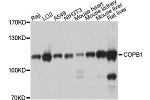 Western blot analysis of extracts of various cell lines, using COPB1 antibody. (COPB1 抗体)