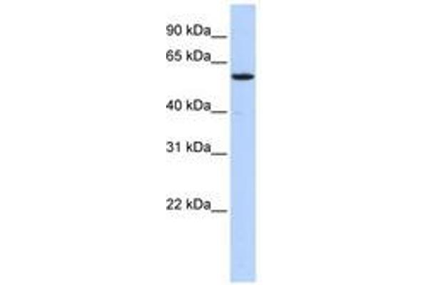 NUFIP1 anticorps  (AA 107-156)