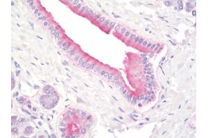 Anti-PFDN5 / MM1 antibody IHC staining of human pancreas. (PFDN5 抗体  (Biotin))