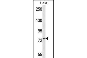 MSN Antibody (C-term) (ABIN657674 and ABIN2846666) western blot analysis in Hela cell line lysates (35 μg/lane). (Moesin 抗体  (C-Term))