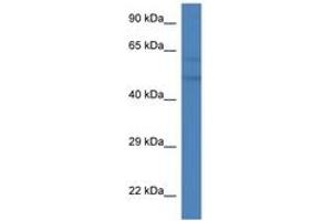 Image no. 1 for anti-6-phosphofructo-2-Kinase/fructose-2,6-Biphosphatase 2 (PFKFB2) (C-Term) antibody (ABIN6746456) (PFKFB2 抗体  (C-Term))