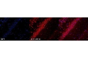 Immunocytochemistry/Immunofluorescence analysis using Rabbit Anti-GRP78 Polyclonal Antibody . (GRP78 抗体  (Biotin))