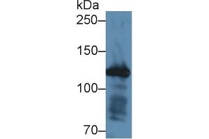 Detection of FBN1 in Mouse Colon lysate using Polyclonal Antibody to Fibrillin 1 (FBN1) (Fibrillin 1 抗体  (AA 246-389))