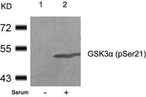 Western blot analysis of extracts from 293 cells untreated(lane 1) or treated with serum(lane 2) using GSK3a(Phospho-Ser21) Antibody. (GSK3 alpha 抗体  (pSer21))