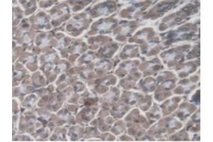 Immunohistochemistry (IHC) image for anti-Guanylate Binding Protein 4 (GBP4) (AA 1-304) antibody (ABIN7444514)