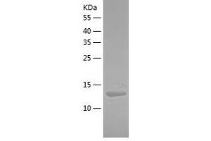 PLA2G5 Protein (AA 21-137) (His tag)