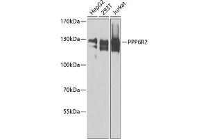 Western blot analysis of extracts of various cell lines, using PPP6R2 antibody  at 1:1000 dilution. (SAPS2 抗体  (AA 640-959))