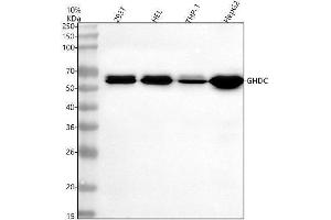 anti-GH3 Domain Containing (GHDC) (AA 108-426) antibody