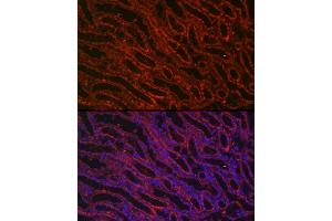 Immunofluorescence (IF) image for anti-Bone Morphogenetic Protein 7 (BMP7) (AA 132-431) antibody (ABIN3021109)