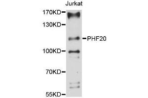Western blot analysis of extracts of Jurkat cells, using PHF20 antibody (ABIN5996662) at 1:3000 dilution. (PHF20 抗体)