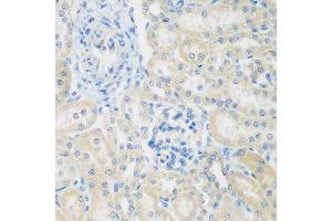 Immunohistochemistry of paraffin-embedded rat kidney using ENPEP antibody at dilution of 1:200 (40x lens). (ENPEP 抗体)