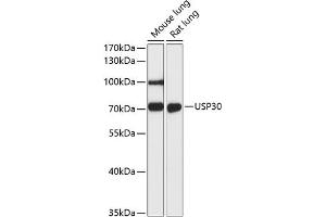 Usp30 抗体  (AA 57-390)