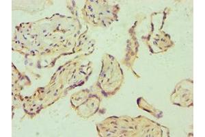 Immunohistochemistry of paraffin-embedded human placenta tissue using ABIN7172529 at dilution of 1:100 (E2F6 抗体  (AA 1-281))