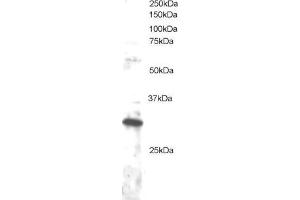 ABIN184710 staining (1µg/ml) of Jurkat lysate (RIPA buffer, 30µg total protein per lane). (DKK4 抗体  (C-Term))