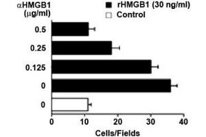 Image no. 1 for anti-High Mobility Group Box 1 (HMGB1) antibody (ABIN1176835) (HMGB1 抗体)