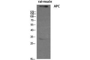 Western Blot (WB) analysis of specific cells using APC Polyclonal Antibody. (APC 抗体  (C-Term))