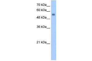 UGT3A2 antibody used at 2. (UGT3A2 抗体  (N-Term))