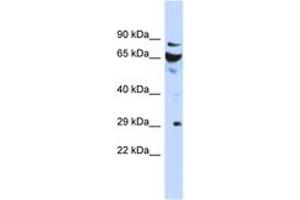 Image no. 1 for anti-DCN1, Defective in Cullin Neddylation 1, Domain Containing 3 (DCUN1D3) (AA 35-84) antibody (ABIN6743736) (DCUN1D3 抗体  (AA 35-84))