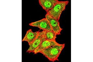 Immunofluorescence analysis of Hela cells using TOP2A mouse mAb (green). (Topoisomerase II alpha 抗体  (AA 1100-1530))