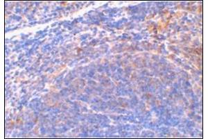 Immunohistochemical staining of mouse spleen tissue using AP30815PU-N at 2 μg/ml. (DIABLO 抗体  (C-Term))