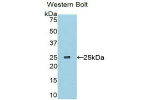 Western Blotting (WB) image for anti-Sclerostin Domain Containing 1 (SOSTDC1) (AA 24-206) antibody (ABIN1860599) (SOSTDC1 抗体  (AA 24-206))