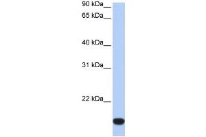 Western Blotting (WB) image for anti-FLJ44894 antibody (ABIN2459413) (FLJ44894 抗体)