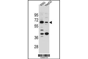 Western blot analysis in K562 and HepG2 cell line lysates (35ug/lane). (NHEDC1 抗体  (N-Term))