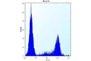 flow cytometric analysis of Neuro-2a cells using KLC2 Antibody (N-term) Cat. (KLC2 抗体  (N-Term))