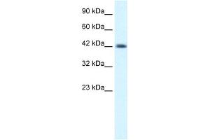 WB Suggested Anti-NSEP1 Antibody Titration:  0.