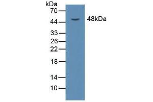 Western blot analysis of Mouse Liver Tissue. (OLR1 抗体  (AA 51-314))