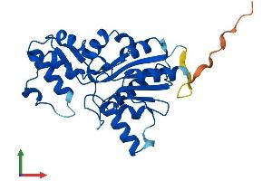 AlphaFold protein structure predicition of Mouse Recombinant Phospho1 Protein, UniprotID Q8R2H9