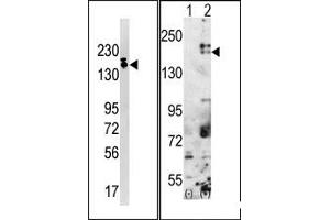 Image no. 1 for anti-SET Domain, Bifurcated 1 (SETDB1) (C-Term) antibody (ABIN356608)