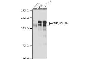 Western blot analysis of extracts of various cell lines, using CTIP2/BCL11B antibody (ABIN7265807) at 1:1000 dilution. (BCL11B 抗体)