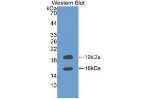 Western blot analysis of recombinant Human FGF2. (FGF2 抗体  (AA 159-288))