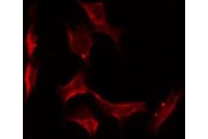 Immunofluorescence (fixed cells) (IF/ICC) image for anti-Olfactory Receptor, Family 5, Subfamily V, Member 1 (OR5V1) antibody (ABIN6263895)