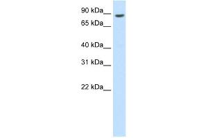 Western Blotting (WB) image for anti-BRF1, RNA polymerase III transcription initiation factor subunit (BRF1) (C-Term) antibody (ABIN2778626)