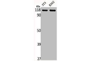 Western Blot analysis of NIH-3T3 K562 cells using GPR110 Polyclonal Antibody (G Protein-Coupled Receptor 110 抗体  (C-Term))