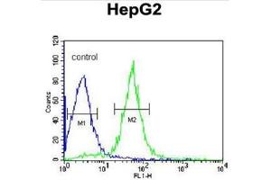 AIFM2 Antibody (C-term) flow cytometric analysis of HepG2 cells (right histogram) compared to a negative control cell (left histogram). (AIFM2 抗体  (C-Term))