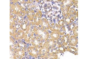 Immunohistochemistry of paraffin-embedded Rat kidney using LAP3 Polyclonal Antibody at dilution of 1:100 (40x lens). (LAP3 抗体)