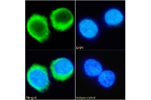 Immunofluorescence staining of fixed U937 cells with anti-C5aR antibody 32-G1. (Recombinant C5AR1 抗体  (pSer332, pSer338))
