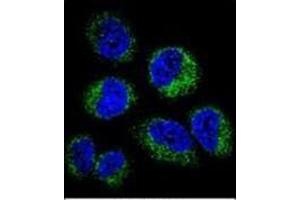 Confocal immunofluorescent analysis of GGH Antibody (C-term) Cat. (GGH 抗体  (C-Term))