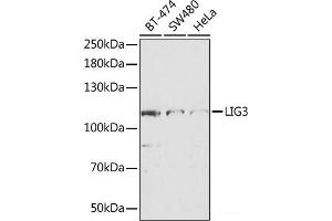 LIG3 抗体