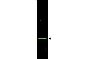Image no. 1 for anti-Voltage-Dependent Anion Channel 1 (VDAC1) (AA 185-197) antibody (ABIN401311) (VDAC1 抗体  (AA 185-197))