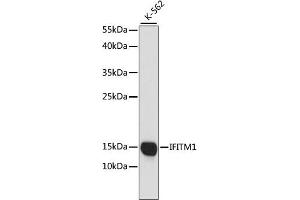 Western blot analysis of extracts of K-562 cells, using CD225/IFITM1 antibody (ABIN1680390, ABIN3018715, ABIN3018716 and ABIN6220553) at 1:1000 dilution. (IFITM1 抗体  (C-Term))