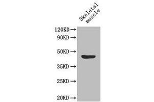 Western Blot analysis of Lactadherin Antibody using mouse skeletal muscle. (MFGE8 抗体  (AA 25-334) (FITC))