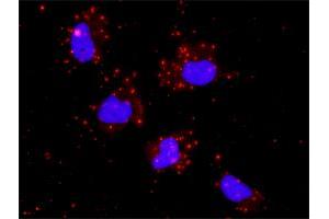 Proximity Ligation Analysis of protein-protein interactions between GSK3B and JUN.